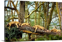 African Lion Cat Nap