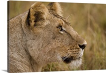 African Lion Majesty
