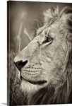 African Lion Majesty