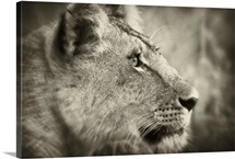 African Lion Majesty