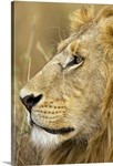African Lion Majesty