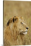 African Lion Majesty