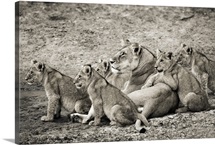 African Lion Pride