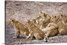 African Lion Pride