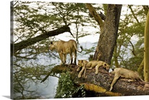 African Lions on a Limb