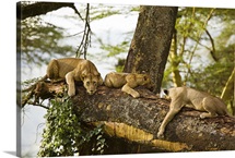 African Lions on Tree