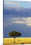 African Tree