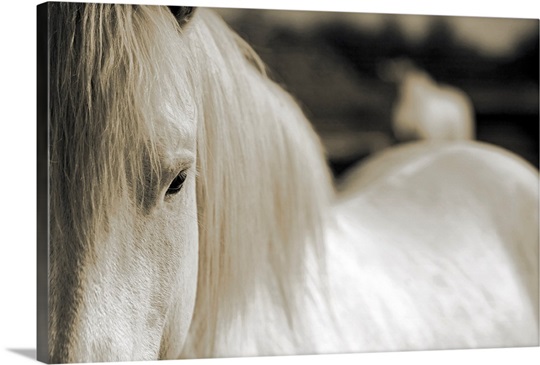 Camargue Horse, South of France