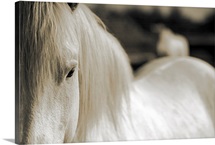 Camargue Horse, South of France