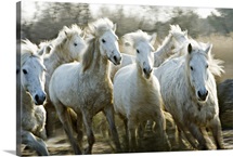 Camargue horses running at sunset, Arles, France