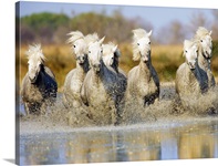 Camargue horses running in the water at sunset, Arles, France