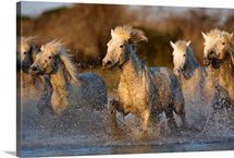 Camargue horses running in the water at sunset, Arles, France