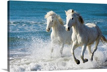 Camargue Horses running on the beach, South of France, France