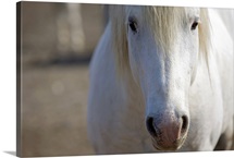 Close up of a Camargue horse, Arles, France