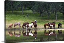 Cowboy and Western Horses by lake, near Yosemite, California