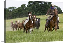 Cowboy with herd of Western Horses, near Yosemite, California