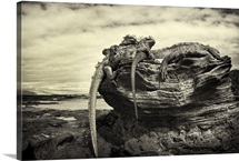 Galapagos Lizard