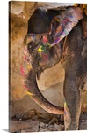 India Elephant