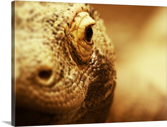 Komodo Dragon eye