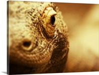 Komodo Dragon eye