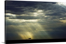 Lone Tree at sunset, Kenya, Africa