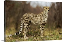 Majestic cheetah at sunset, Kenya, Africa