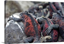 Marine Iguanas, Galapagos Islands