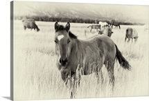 Western Horse