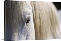 Western Horse