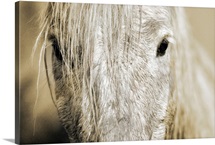 Western Horse