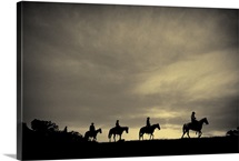 Western Horse on the Trail