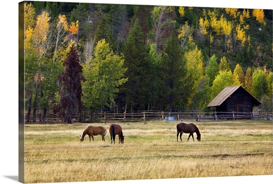 Western Horses, Jackson Hole, Wyoming