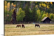 Western Horses, Jackson Hole, Wyoming