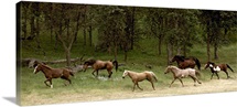 Western Horses running, near Yosemite, California