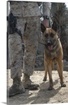 A Belgium Malonois military working dog stands by his handler