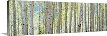 Aspen