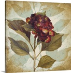 Aubergine Hydrangea Portrait