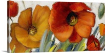 Poppy Splendor II