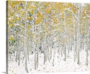Quaking Aspens