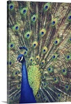 Royally Blue I