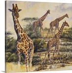 Safari III