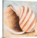 Seashell Collection I