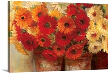Chelsea Gerberas