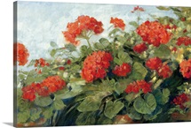 Geranium Wave