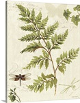 Ivies and Ferns I