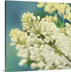 Natures Lilac Blossom