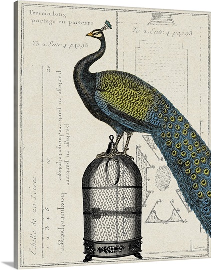 Peacock Birdcage II