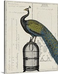 Peacock Birdcage II