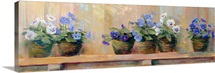 Violets in Pots