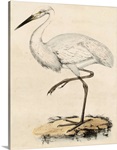 Antique Heron III